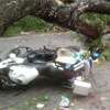 Tree falls on policemen’s motorbike