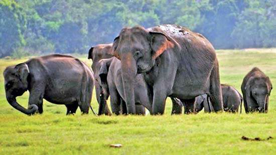 A Thai blueprint for Sri Lanka:solving the human-elephant conflict with smart conservation