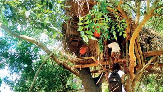 Family takes to living on tree house due to poverty