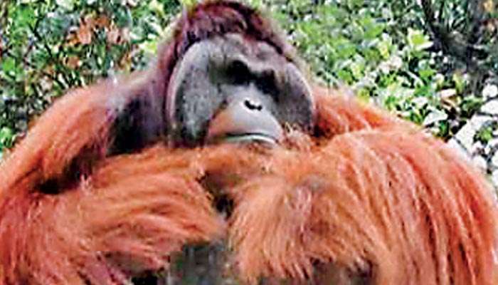 Only orangutan at Dehiwala Zoo dies