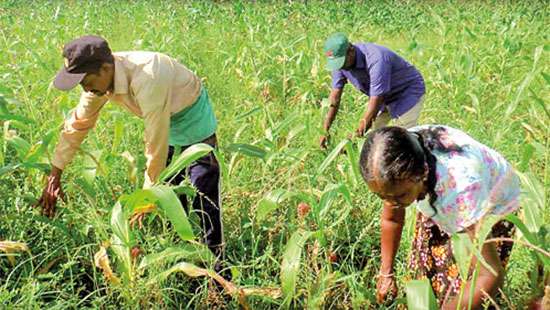 Agricultural Insurance Board Commences Maha Season Crop Compensation and Climate Buffer Payouts for Rajarata Farmers