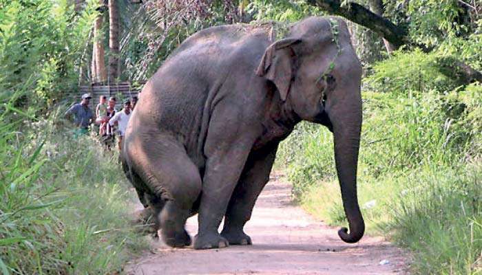 Badly injured wild elephant roams village after being hit by speeding train