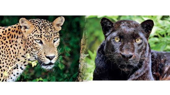 Bushmeat business puts leopards in peril