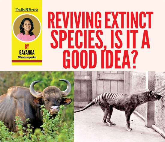 Reviving extinct species, is it a good idea?