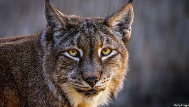 Danish zoo asks for unwanted pets to feed its predators