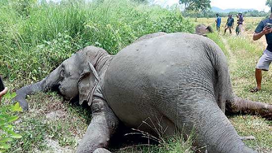 Three wild elephants electrocuted