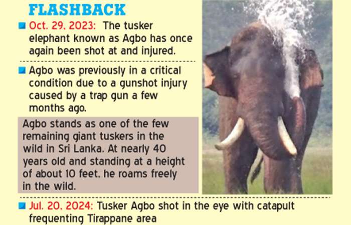 Court orders capture and release of tusker Agbo into forest reserve