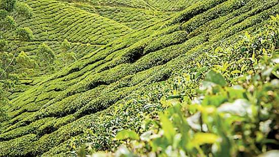 January tea production falls 4% year-on-year
