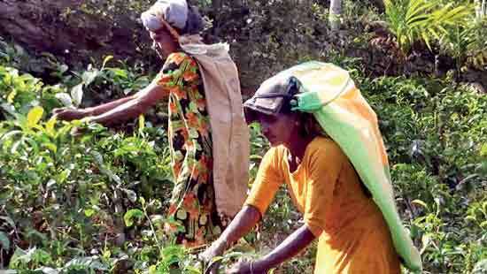 Rising production costs force tea smallholders to  consider quitting