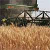 Ample world inventories may soften El Nino food supply shock