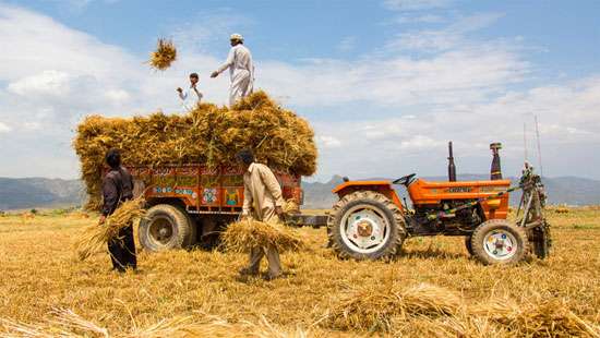 Government negligence worsens Pakistan’s farm crisis