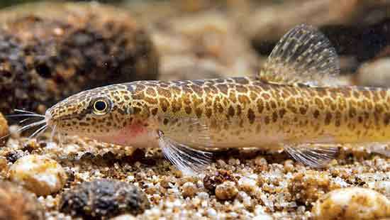 Jonklaas’s Loach: ‘An overlooked fish’  that reveals the health of the water people depend on