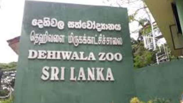 Yellow anaconda calf still missing; social media reports false, Says Dehiwala Zoo