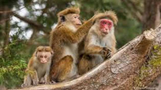 Over 5 million toque monkeys in Sri Lanka: Recent census reveals