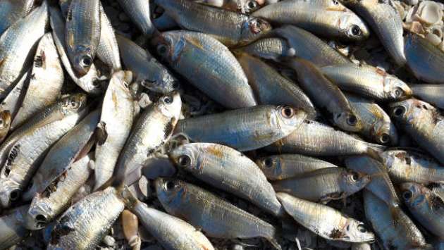 20kg of spoiled fish destroyed in Nawagamuwa raid