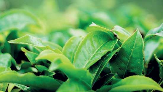 Tea auction volumes slip to 5.2 MnKgs