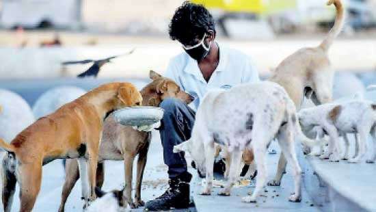 World Animal Day 2021 Can Sri Lanka spread the message of compassion towards all beings?