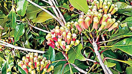 Sri Lanka grappling with severe clove production decline