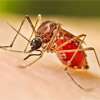 Debate grows over dengue outbreak in Sri Lanka