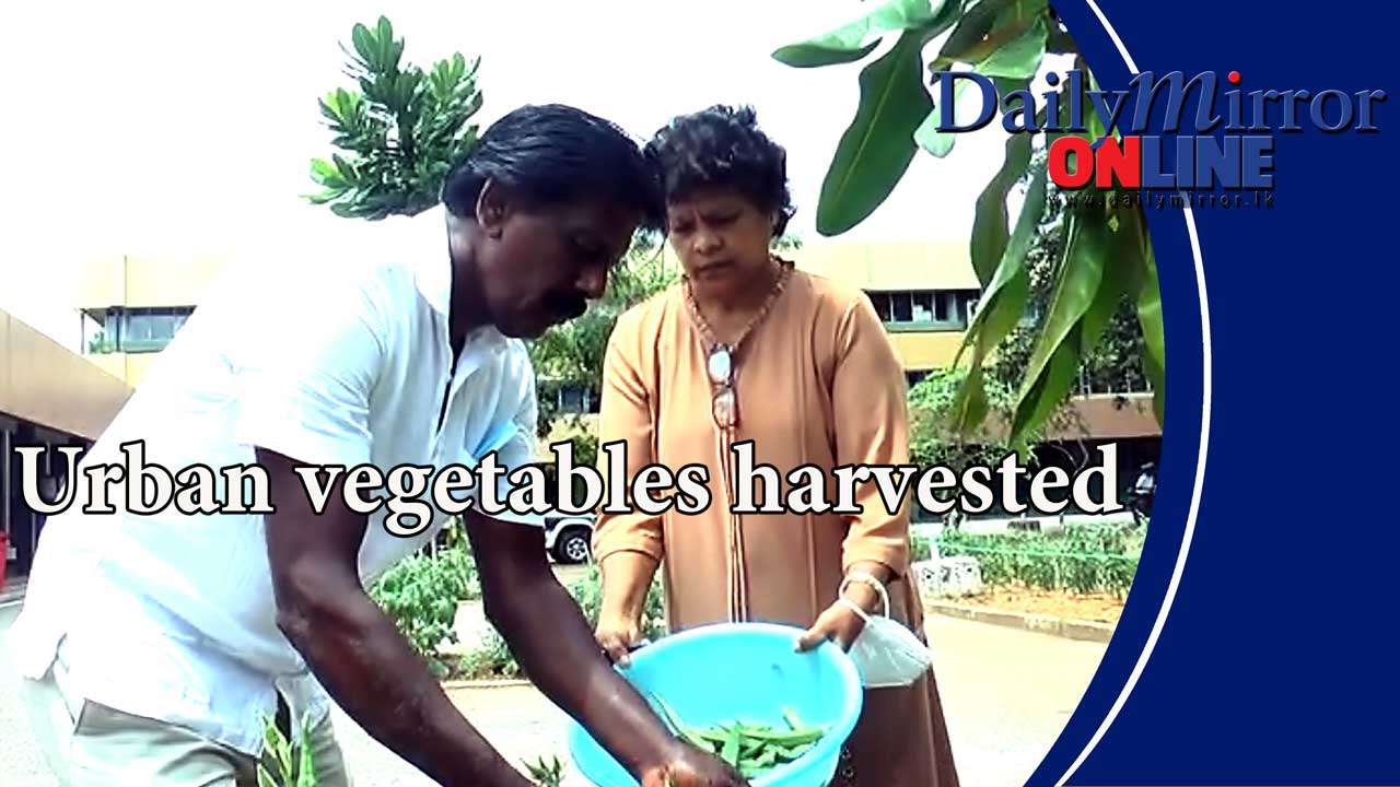 Urban vegetables harvested