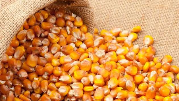 Seed maize project approved under Ministry procedures, former ...