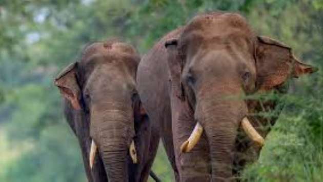 Eyebrows raised as elephant deaths mount