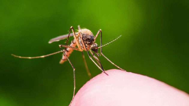 Govt. to bring BTI bacteria to control dengue: Dr. Jayatissa