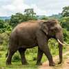 Hadapanagala corridor cleared for elephants