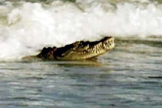 Wildlife DG told to conduct search operation to capture croc