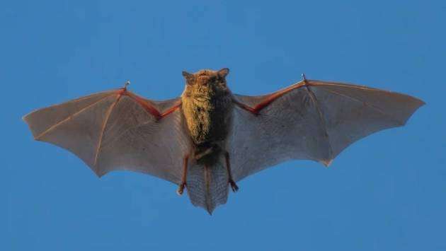 New bat coronavirus discovered in China sparks pandemic concerns