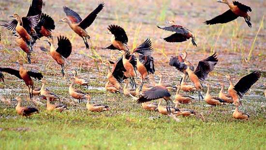 Nations Trust WNPS Monthly Lecture Wetlands and You