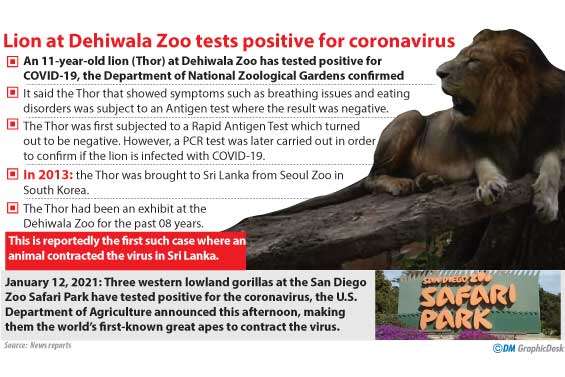 Lion in Dehiwala zoo down with COVID-19