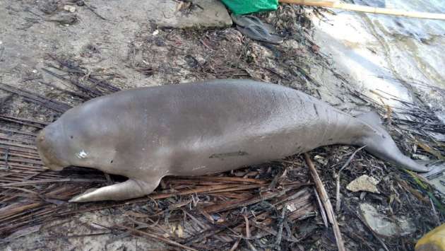 Wildlife Dept. denies reports of dugong found in Sri Lanka