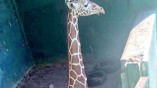 No report yet on female giraffe’s death; unhappy with zoo management: Union