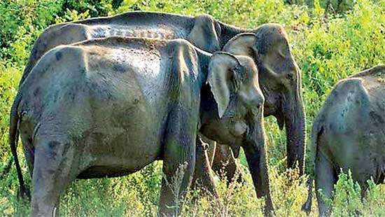 Spotlight on Uda Walawe National Park Jumbos starve due to scarcity of fodder, grazing cattle