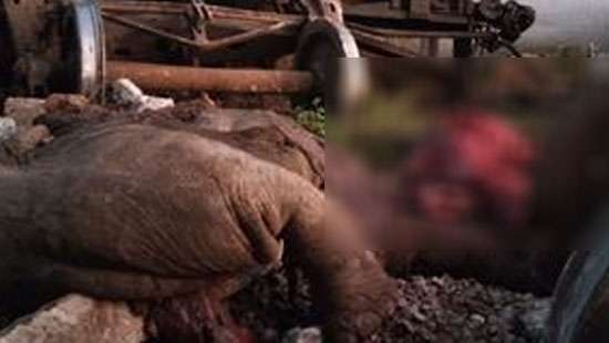 Two jumbos knocked down to death by fuel carriage train