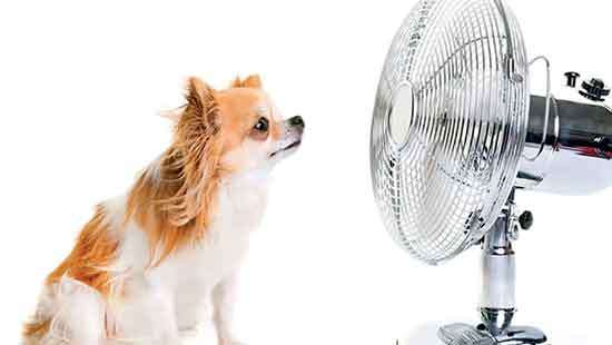 Switch on fans when leaving pets at home, vets urge public