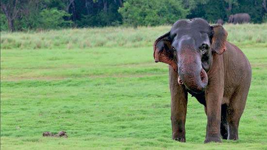 Ancient Voices, Modern Science: How Sri Lanka’s  Ali Manthra  bridges Tradition and  modern conservation