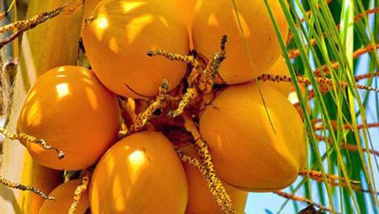 Sri Lanka exporters to maintain king coconut prices at Rs 2,000