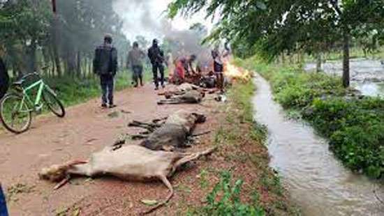 Over Rs.30mn compensation paid for livestock perished due to extreme weather
