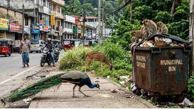Peacocks, monkeys, deer make their way into urban areas including ...