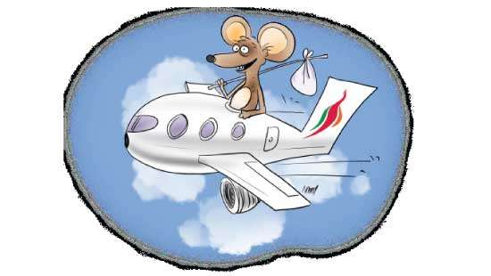 Three-day search for mouse on SriLankan flight concludes