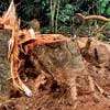 Sri Lanka's Bambaragala Forest Reserve Faces Unabated Illegal Logging Amidst Official Inaction