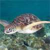 Three dead and dozens sick after eating sea turtle stew