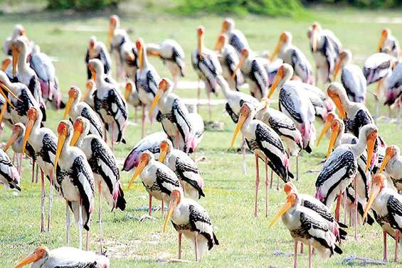 Flocks of migratory birds arrive in Sri Lanka