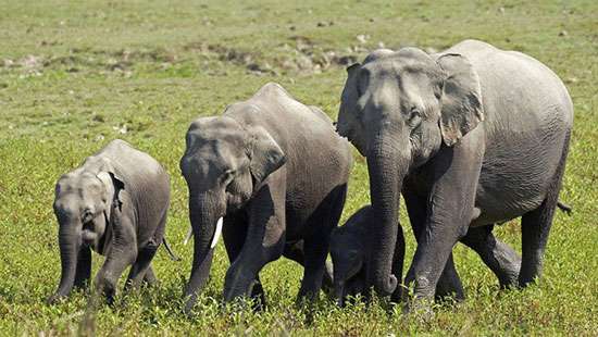 Herd of 18 Indian elephants die when forest struck by lightning