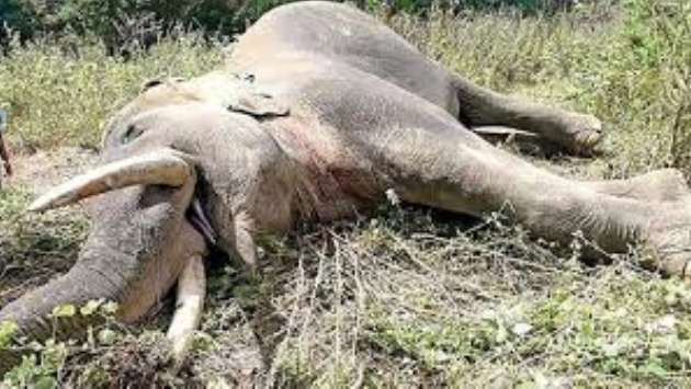 BASL raises alarm over rising elephant deaths: Calls for urgent legal reforms
