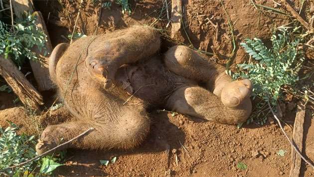 Elephant calf dies after falling into trench made for laying railway signal cables