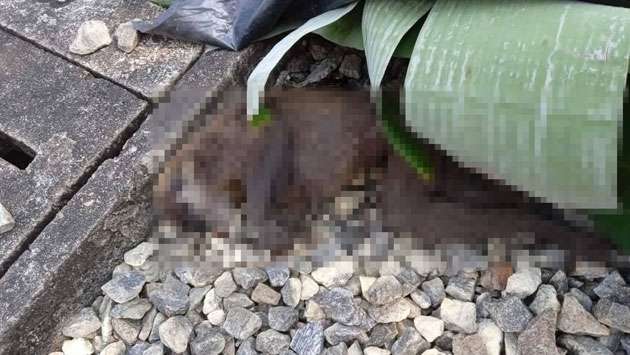 Monkey, responsible for islandwide black out, found dead