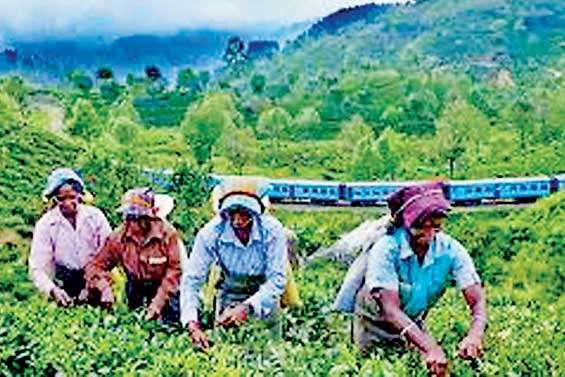 Plantation stocks surge amid favourable market conditions